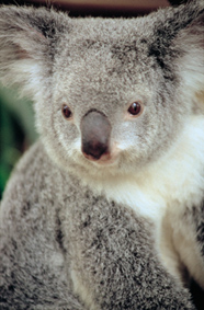 Koala - Baer